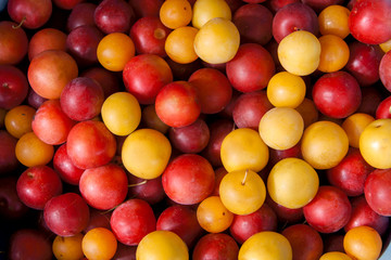 Texture of red-yellow cherry plum