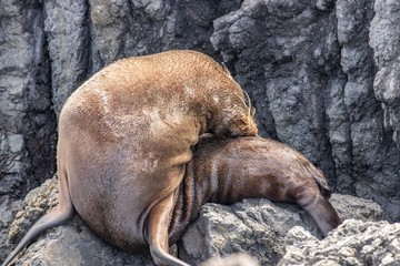 New Zealand fur seal grooming after swim