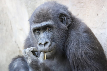 gorillas in the Zoological Garden