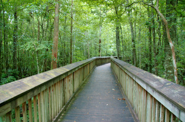 An elevated path over a swamp at Tickfaw State Park, located 7 mi (11 km) west of Springfield, in Livingston Parish, Louisiana, USA. - obrazy, fototapety, plakaty