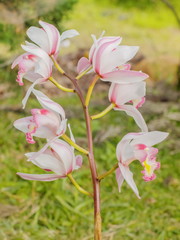 Close-up Cymbidium hybrida orchid, white flower blossom on branch with green nature blurred...