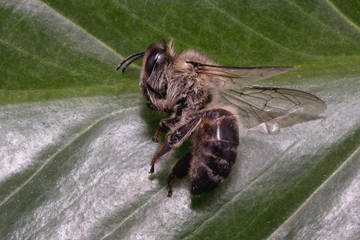 dead dead bee, conceptual image on pesticides and environmental risk. Bee on extermination.