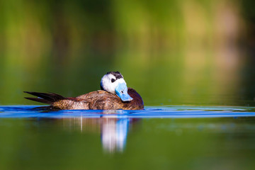 Swimming Duck. Colorful nature lake background. Duck: White headed Duck. Oxyura leucocephala.