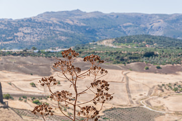 Mirador de Ronda