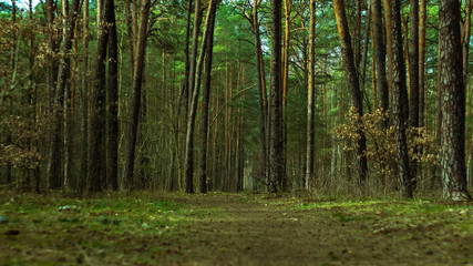 Fototapeta na wymiar U nas w lesie 