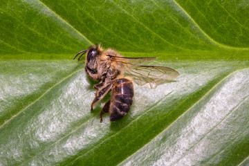 dead dead bee, conceptual image on pesticides and environmental risk. Bee on extermination.