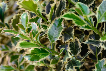 Background of beautiful green ivy with ineresting leaves, closeup