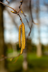Birch buds, catkins 