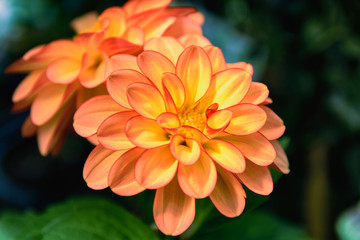 Incredibly beautiful bright yellow-orange dahlia with delicate thin red edging on twisted-shaped petals, close-up