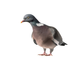 Close up of common european wood pigeon stretching to the left and isolated on white background