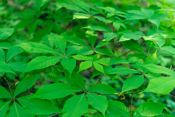 Green leaves of a bottlebrush buckeye tree