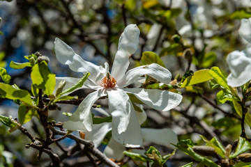 Magnolia