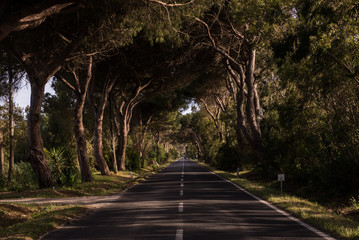 nature road 