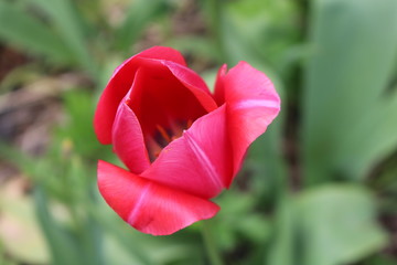 Red tulip in full bloom in backyard spring garden 
