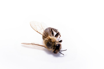 dead fallen bee on white background, conceptual image on pesticides and environmental risk. Bee on extermination, dead on the ground.