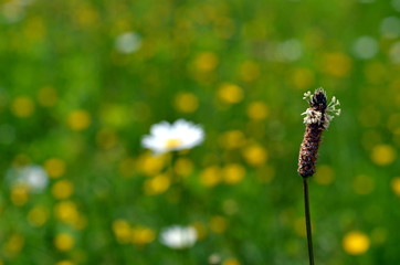 Nahaufnahme einer Spitzwegerichblüte