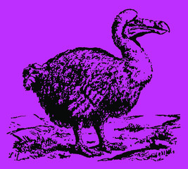 Extinct dodo raphus cucullatus standing in a landscape, after vintage engraving from 19th century © M