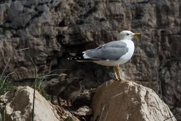 seagull