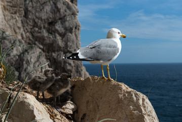 seagull