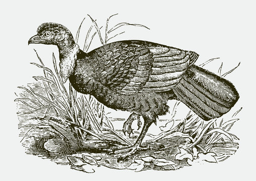 Australian brushturkey, alectura lathami walking through grasses. Illustration after an antique engraving from the 19th century