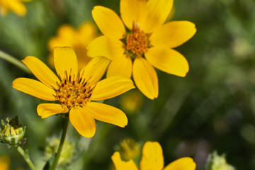 Engelmann's Daisy Flower. Texas Wildflowers