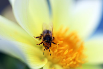 Honey Bee Pollinating a Flower