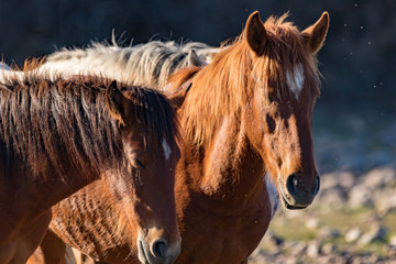 Wild horses of the Salt River in Arizona