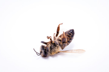 dead fallen bee on white background, conceptual image on pesticides and environmental risk. Bee on extermination, dead on the ground.