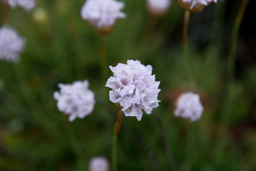 Obraz premium Pink Flower