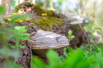 Tree mushroom in the forest