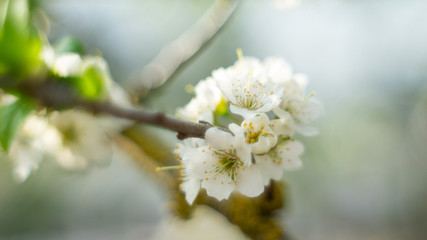 Images of flowers in the open air