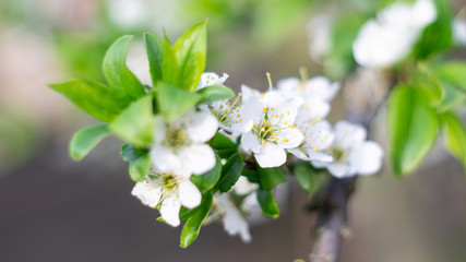 Images of flowers in the open air