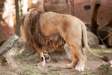 King of animals/ lion