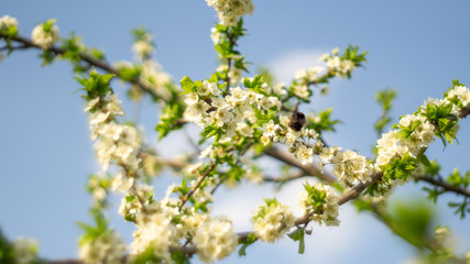 Images of flowers in the open air