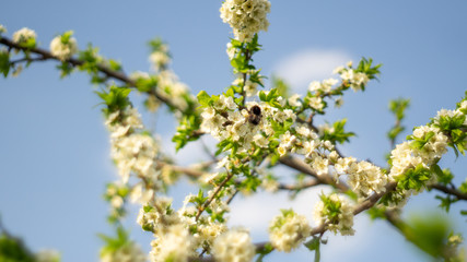 Images of flowers in the open air