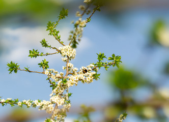 Images of flowers in the open air