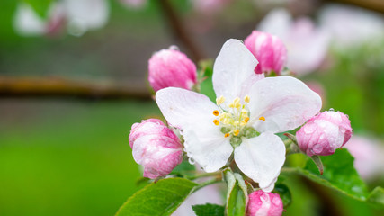 Obraz premium Images of flowers in the open air