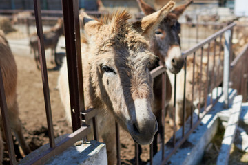 Various donkeys  on the farm outdoors