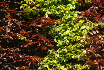 Beech hedge. European Beech,  Fagus sylvatica and Purple Beech, Fagus sylvatica Atropurpurea