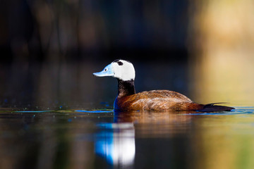 Swimming Duck. Nature habitat background. Bird: White headed Duck. Oxyura leucocephala.