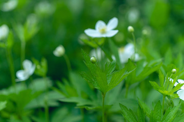 A field of white wood anemone flowers in the Spring