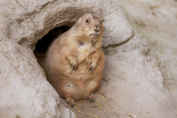 prairie dog