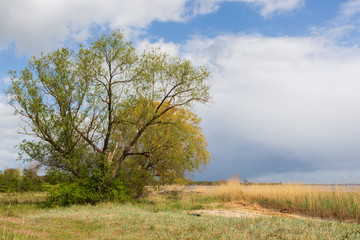 Obraz premium Baum mit Schilfgras