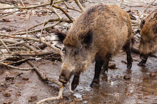 Wild Boar (Sus scrofa) in mud puddle