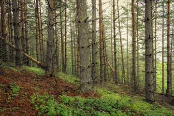 Base of a pine tree forest with vivid green and red leaves at the ground and back-lit golden mist in the background