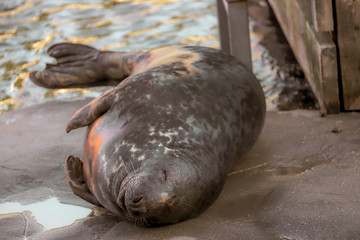 seals in a zoo
