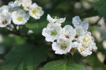Common hawthorn branch, Crataegus monogyna, oneseed hawthorn, single-seeded hawthorn with tiny white flowers in the spring with a foliage background