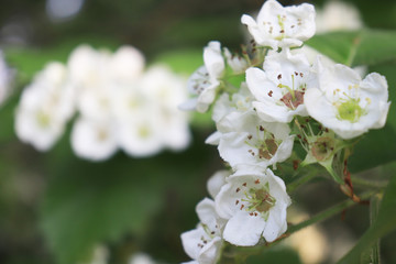 Common hawthorn branch, Crataegus monogyna, oneseed hawthorn, single-seeded hawthorn with tiny white flowers in the spring with a foliage background
