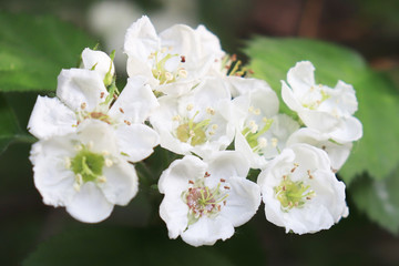 Common hawthorn branch, Crataegus monogyna, oneseed hawthorn, single-seeded hawthorn with tiny white flowers in the spring with a foliage background