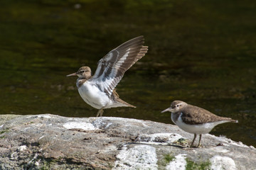 Common sandpiper on a stone in the creek,Sweden